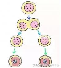 火麻仁的功效與作用及食用方法（火麻仁的功效與作用及食用方法和禁忌）