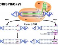 真偽難辨？一文了解林卡爾真假辨別7大方法