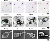 白糖的功效與作用(白糖的功效與作用及營養價值)