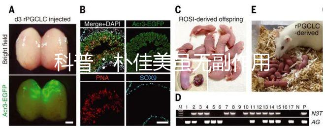 科普：樸佳美雖無(wú)副作用，但也不能和同類(lèi)型藥品同吃