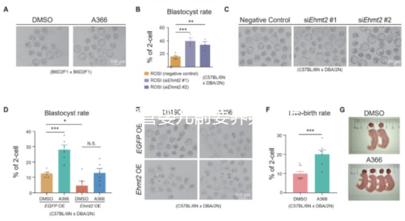 做試管嬰兒前要養卵,怎么做?趕緊來看看這些方法!
