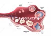 取卵后吃巧克力好不好？食用后的6大益處都在這