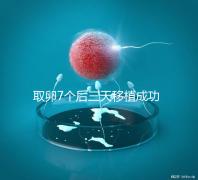 取卵7個后三天移植成功率真不低，關鍵要滿足這5大條件
