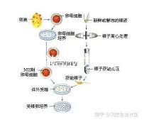 何猷君求婚成功!賭王四太回應(yīng)“奚夢(mèng)瑤懷孕”傳聞