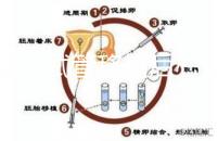 不知道試管移植后心悸影不影響床速發生了什么事