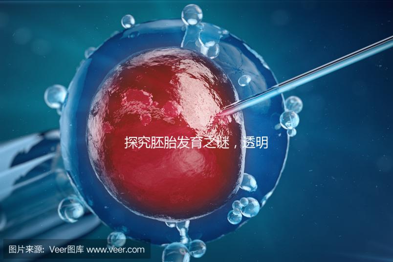 探究胚胎發育之謎，透明帶出現和消失時間有規律