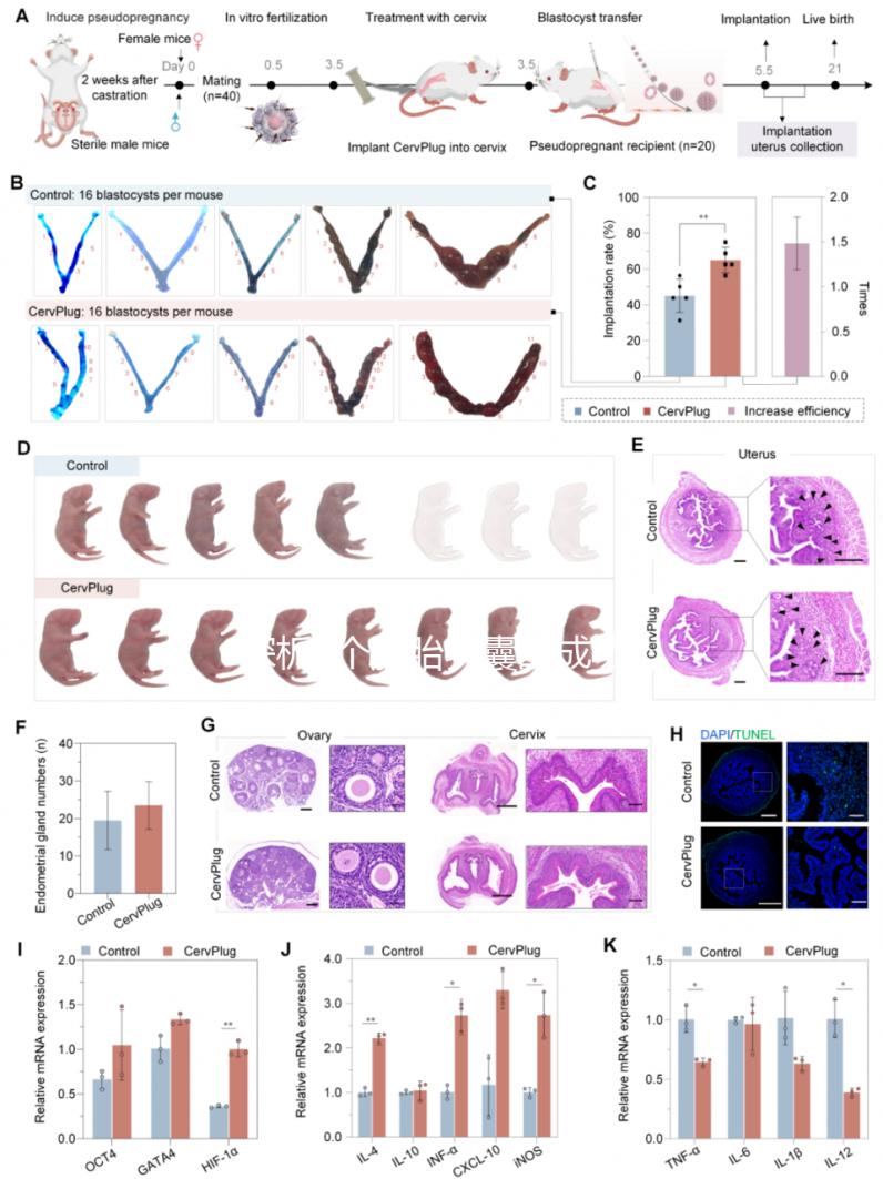 探析5個(gè)胚胎養(yǎng)囊的成功率，沒有成功這4點(diǎn)是主要影響因素