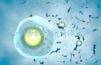 懷孕多長(zhǎng)時(shí)間身體正常