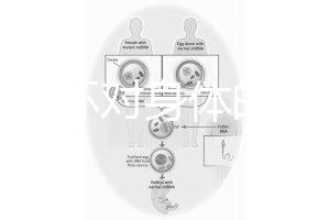 揭秘上環(huán)對身體的5大壞處,女人別再無知了