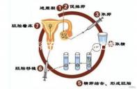 正常精子形態(tài)>4%正常,流產(chǎn)與精子質(zhì)量不好也有關(guān)