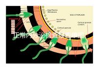 正常內(nèi)分泌檢查報告單圖片大全,一分鐘弄懂檢測結(jié)果怎么看