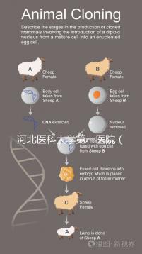 河北醫(yī)科大學第一醫(yī)院(河北醫(yī)科大學第一醫(yī)院擅長什么)