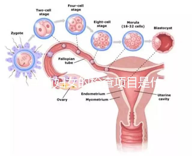 孕前婦女的檢查項(xiàng)目是什么?