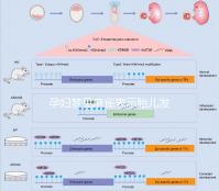 孕婦夢見麻雀表示胎兒發育很健康!具體胎夢含義解讀