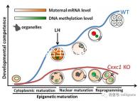 天津四胎生育津貼多少錢一個(gè)月，能不能走生育保險(xiǎn)揭秘，快速展示