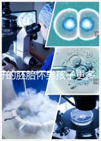 好的胚胎懷男孩子更多，驚呀！什么時候質量決定性別了