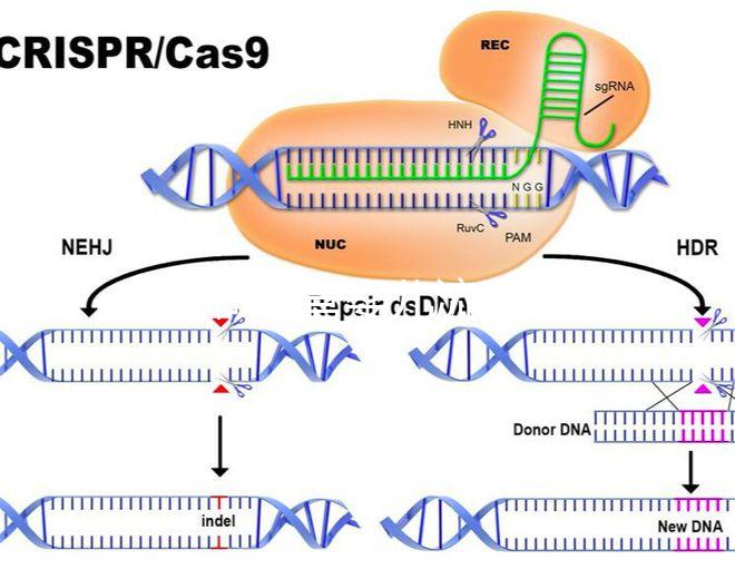 如何做試管嬰兒流程 好孕幫（做試管嬰兒怎么做？）