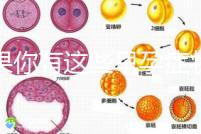 如果你有這些早孕癥狀，那恭喜試管嬰兒成功懷上啦