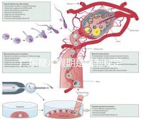 廣東育兒假期是強制規定！深圳包不包括雙休日這均有答復