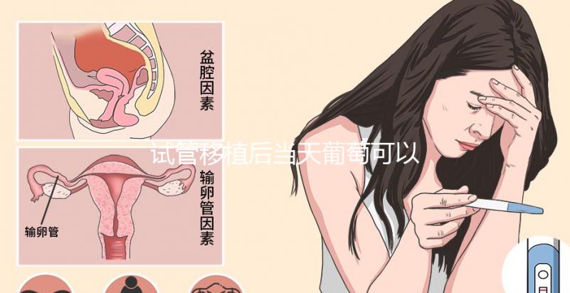 試管移植后當天葡萄可以吃嗎?真不會影響著床隨便吃