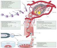 試管移植后還能不能吃火鍋嗎？能吃or不能吃看大家怎么說