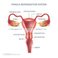 試管促排期間能不能喝黃芪湯看你怎么煲,當歸、枸杞慎放