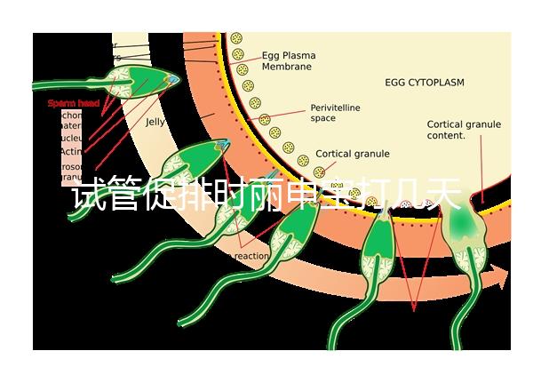 試管促排時麗申寶打幾天?我們來看看網友們的回答