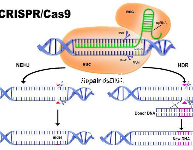 試管嬰兒哪個醫(yī)院成功率最高(試管嬰兒哪個醫(yī)院成功率最高掛號哈爾濱天元婦產(chǎn))