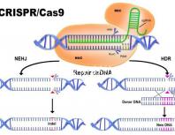 貝因美孕婦奶粉價格介紹,便宜貨網(wǎng)站查詢分真?zhèn)? /></div><map draggable=