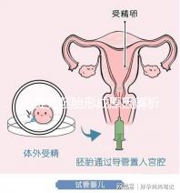 馬賽克胚胎形成原因解析,關于pgs嵌合體的那些事