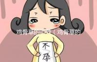 雞骨草的功效(雞骨草的功效與作用主要治什么病)