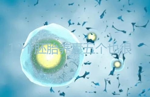 12個胚胎養囊五個也很正常，看完成功率就知所言非虛